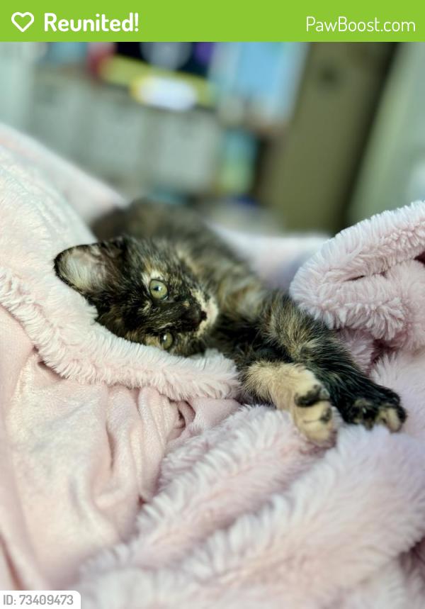 Reunited Female Cat last seen Sandy Springs Park, Maryville, TN 37803