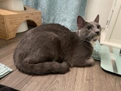 Found/Stray Male Cat last seen Mountain View Rd, Turlock, CA 95382