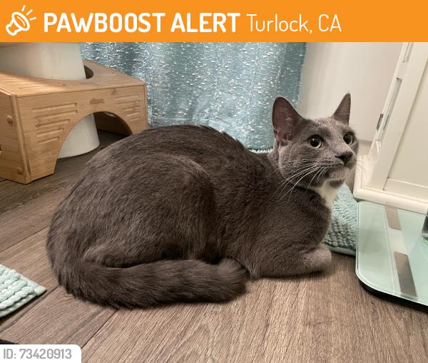 Found/Stray Male Cat last seen Mountain View Rd, Turlock, CA 95382