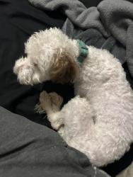 Reunited Male Dog last seen Near and Fairview, Reading, PA 19602