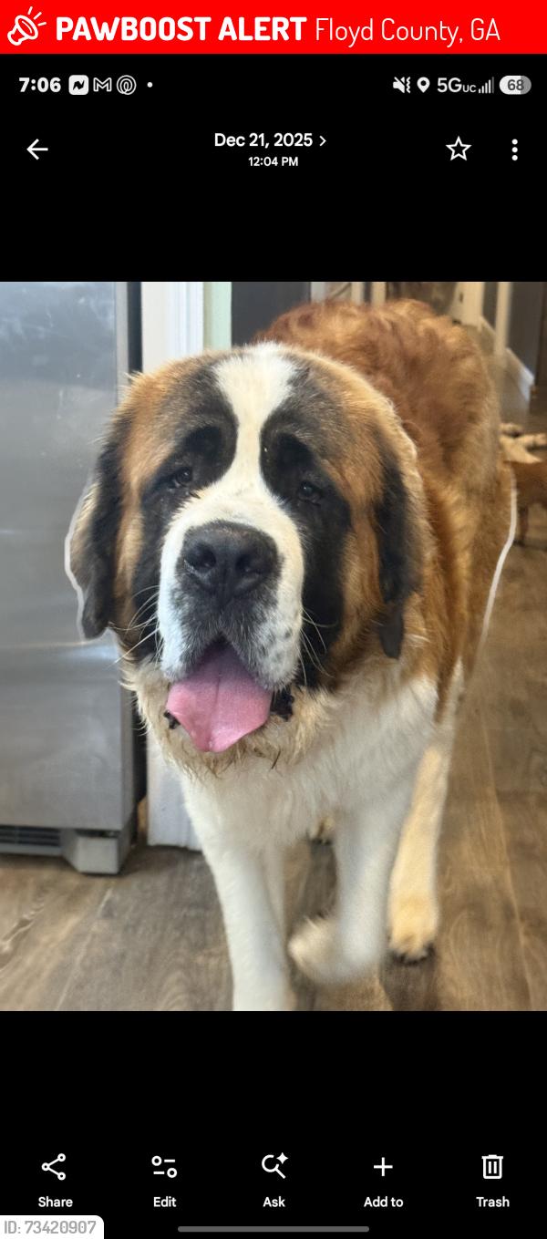 Lost Male Dog last seen Brice Rd, Floyd County, GA 30173