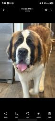 Lost Male Dog last seen Brice Rd, Floyd County, GA 30173