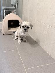 Found/Stray Male Dog last seen Hillcroft and Ludington, Houston, TX 77035
