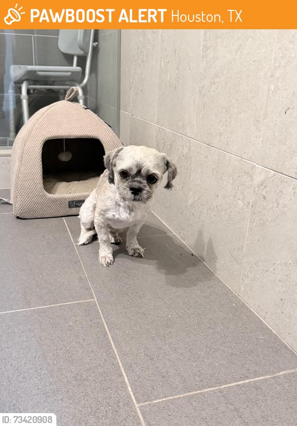 Found/Stray Male Dog last seen Hillcroft and Ludington, Houston, TX 77035