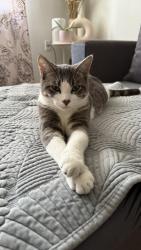 Lost Female Cat last seen Danforth and Eglinton, Toronto, ON M1J 1Z1