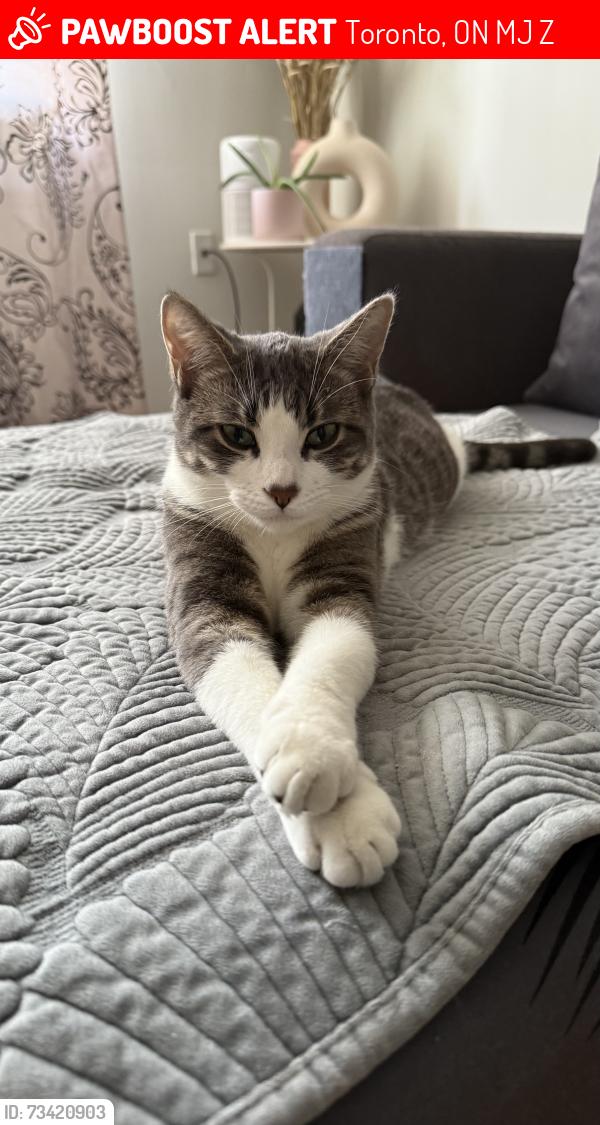 Lost Female Cat last seen Danforth and Eglinton, Toronto, ON M1J 1Z1