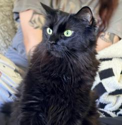 Reunited Female Cat last seen Cottonwood and lilac, Hesperia, CA 92345