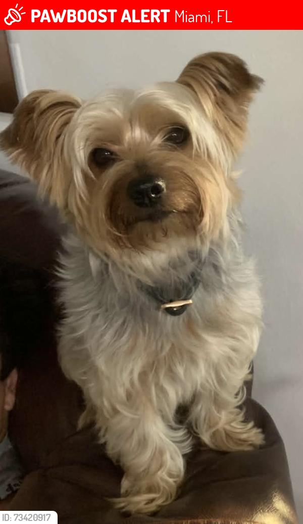 Lost Male Dog last seen Sw 200st, Miami, FL 33189