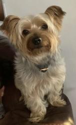 Lost Male Dog last seen Sw 200st, Miami, FL 33189