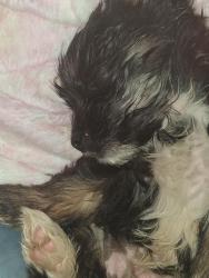 Lost Male Dog last seen Near th streetwest, Lancaster, CA 93534