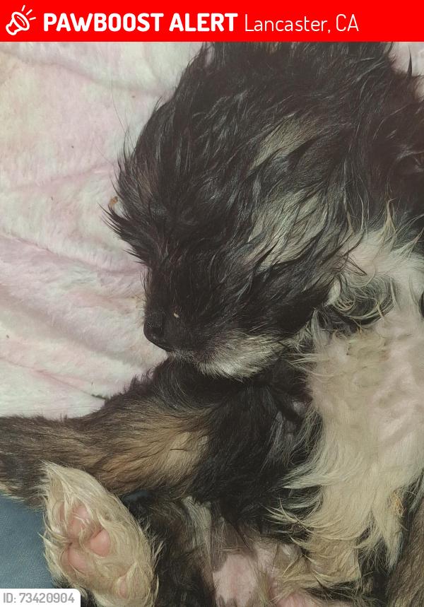 Lost Male Dog last seen Near th streetwest, Lancaster, CA 93534