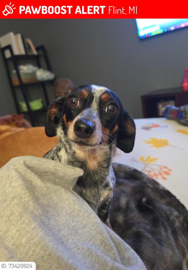 Lost Female Dog last seen Coldwater and beecher, Flint, MI 48505