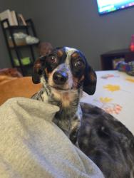 Lost Female Dog last seen Coldwater and beecher, Flint, MI 48505