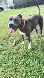 Lost Female Dog last seen Hope street, victory drive, east and west Brookstown roads, Baton Rouge, LA 70805