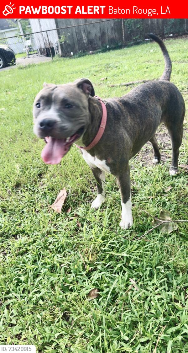 Lost Female Dog last seen Hope street, victory drive, east and west Brookstown roads, Baton Rouge, LA 70805