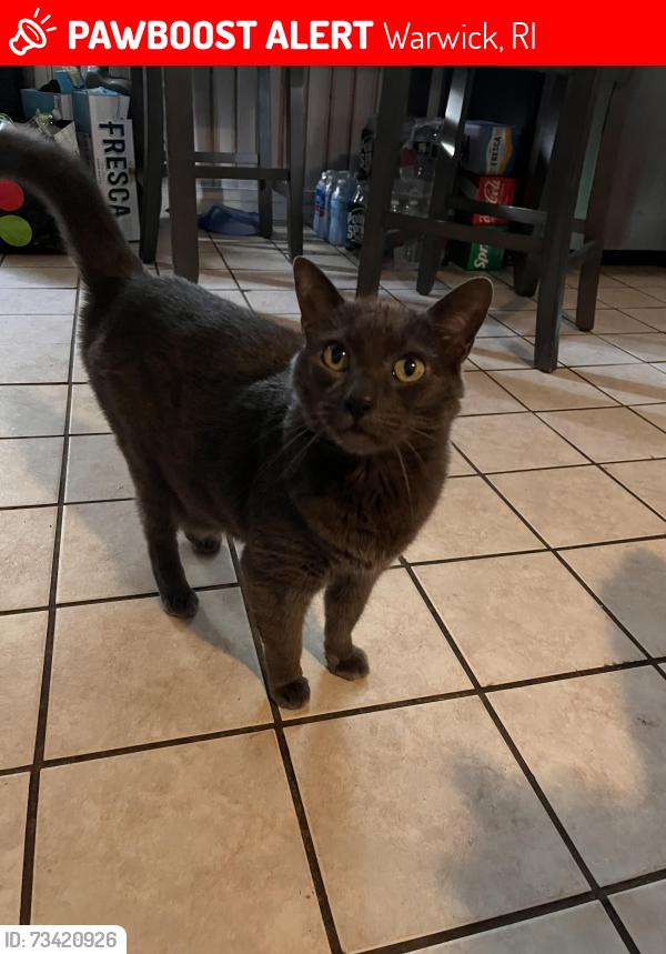 Lost Male Cat last seen Warwick ave, Warwick, RI 02888