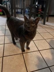 Lost Male Cat last seen Warwick ave, Warwick, RI 02888