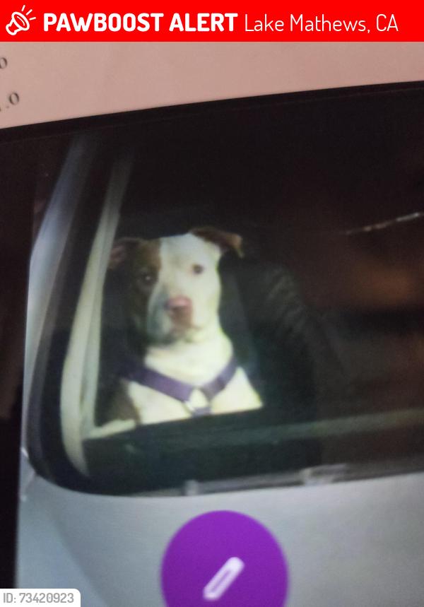 Lost Female Dog last seen Gavilan hills rd, Lake Mathews, CA 92570
