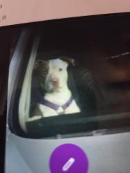 Lost Female Dog last seen Gavilan hills rd, Lake Mathews, CA 92570