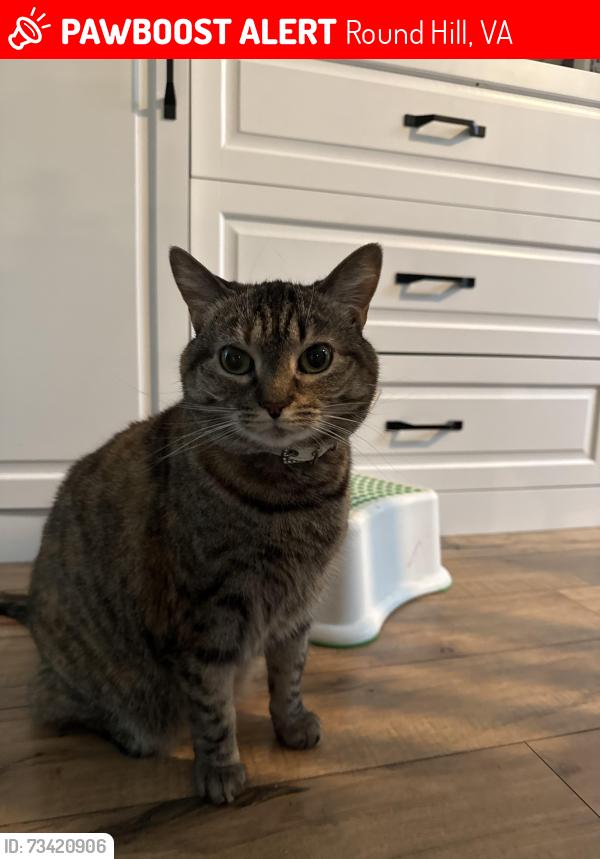 Lost Female Cat last seen bighorn Court and carriage Hill Drive, Round Hill, VA 20141