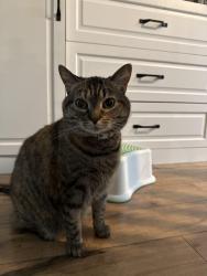 Lost Female Cat last seen bighorn Court and carriage Hill Drive, Round Hill, VA 20141