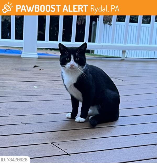 Found/Stray Unknown Cat last seen Meetinghouse Road, Rydal, PA 19046