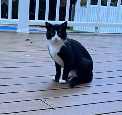 Found/Stray Unknown Cat last seen Meetinghouse Road, Rydal, PA 19046