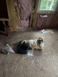 Found/Stray Unknown Dog last seen Construction hse, Golden Grove, SC 29673
