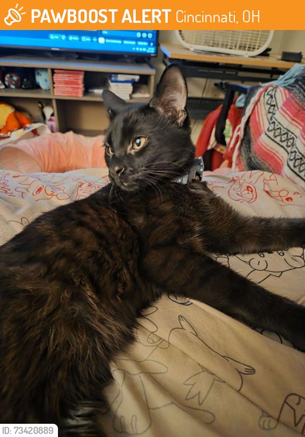 Found/Stray Male Cat last seen 1634-1698 Western Hills Ln, Cincinnati, OH 45223