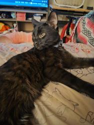 Found/Stray Male Cat last seen 1634-1698 Western Hills Ln, Cincinnati, OH 45223