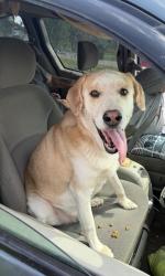 Found/Stray Male Dog last seen Volunteer Parkway, Bristol, TN 37620
