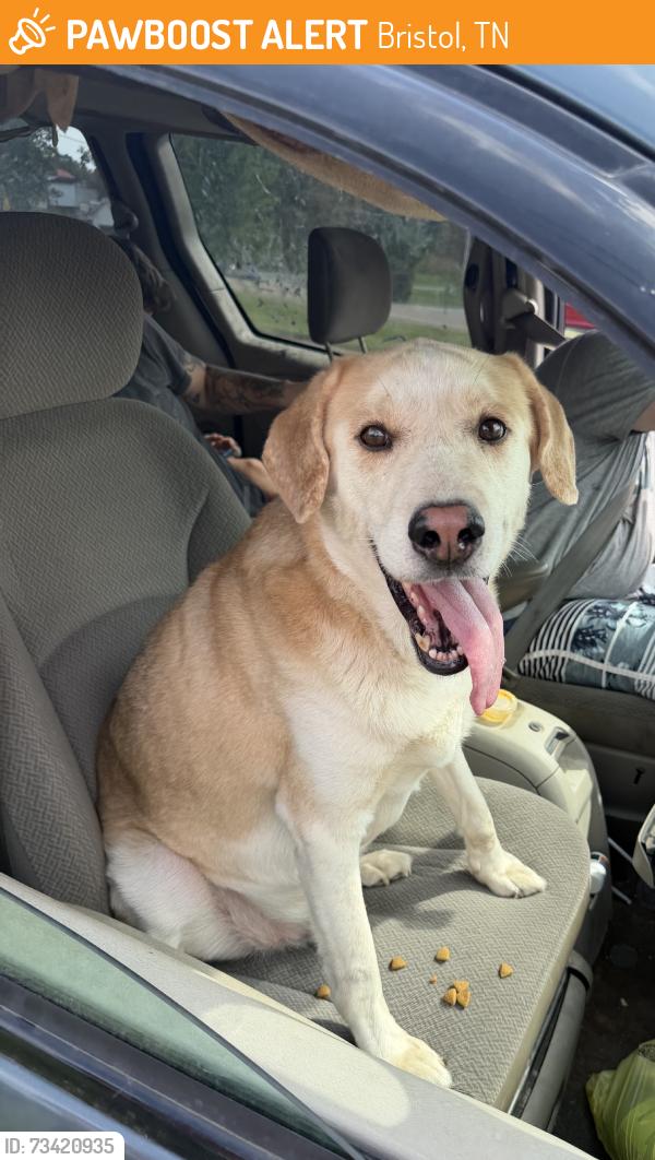 Found/Stray Male Dog last seen Volunteer Parkway, Bristol, TN 37620