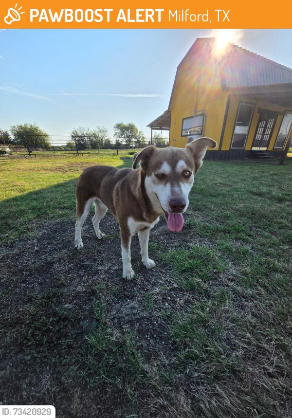 Found/Stray Male Dog last seen Hunting manufacturer, Milford, TX 76670
