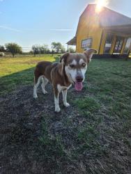 Found/Stray Male Dog last seen Hunting manufacturer, Milford, TX 76670