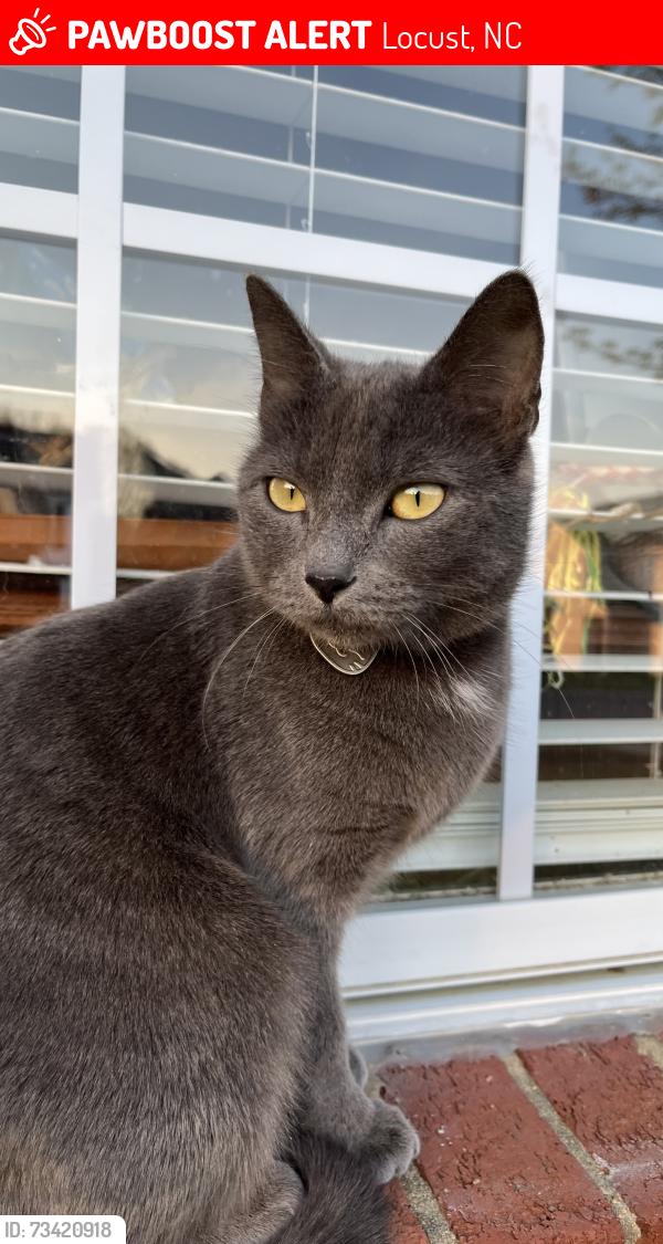 Lost Female Cat last seen Thornton street, Meadow Creek Village, Locust, NC, Locust, NC 28107