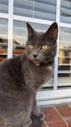 Lost Female Cat last seen Thornton street, Meadow Creek Village, Locust, NC, Locust, NC 28107