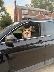 Reunited Male Dog last seen Halcyon, Baltimore, MD 21214