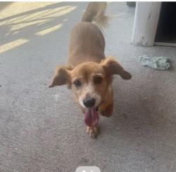 Found/Stray Female Dog last seen Ashland Terrace Ln., Rosenberg, TX 77469