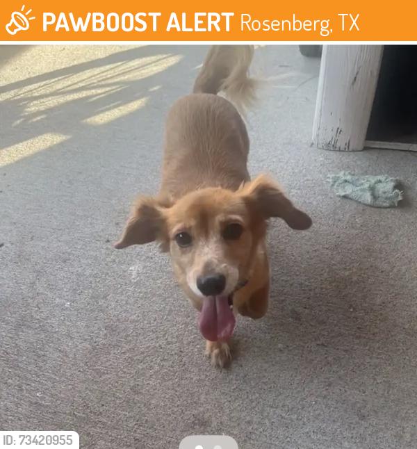 Found/Stray Female Dog last seen Ashland Terrace Ln., Rosenberg, TX 77469