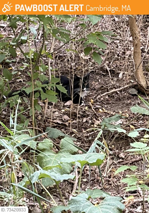 Found/Stray Unknown Cat last seen Danehy Park, Cambridge, MA 02138