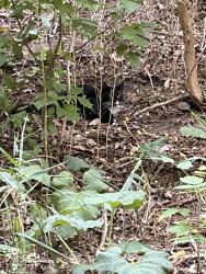 Found/Stray Unknown Cat last seen Danehy Park, Cambridge, MA 02138