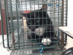 Shelter Stray Male Cat last seen Near BLOCK IRELAND DR, 4704 Corporation Dr, Fayetteville, NC 28306, USA