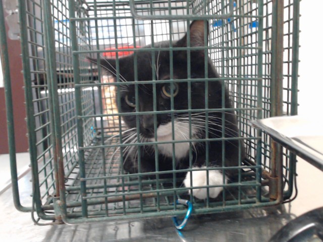 Shelter Stray Male Cat last seen Near BLOCK IRELAND DR, 4704 Corporation Dr, Fayetteville, NC 28306, USA