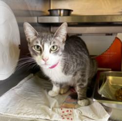 Shelter Stray Female Cat last seen , 1850 W 60th St, Los Angeles, CA 90047, USA