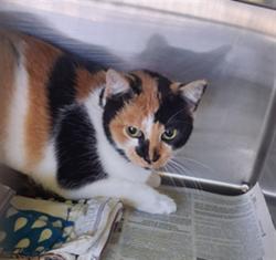 Shelter Stray Female Cat last seen , 1850 W 60th St, Los Angeles, CA 90047, USA