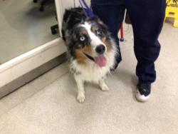 Shelter Stray Male Dog last seen 14TH ST & MARTIN LUTHER KING BOULEVARD, RIVERSIDE, CA, 6851 Van Buren Boulevard, Jurupa Valley, CA 92509, USA