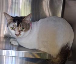 Shelter Stray Male Cat last seen , 1850 W 60th St, Los Angeles, CA 90047, USA