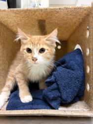 Shelter Stray Male Cat last seen Near BLOCK VIA SAN LUIS, RIVERSIDE CA 92504, 6851 Van Buren Boulevard, Jurupa Valley, CA 92509, USA