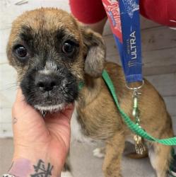 Shelter Stray Female Dog last seen STRAYS GRANADA/SPHON, 333 Chandler Pl, San Bernardino, CA 92408, USA