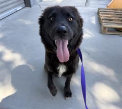 Shelter Stray Female Dog last seen CITRUS ST X LOMA AVE, 333 Chandler Pl, San Bernardino, CA 92408, USA